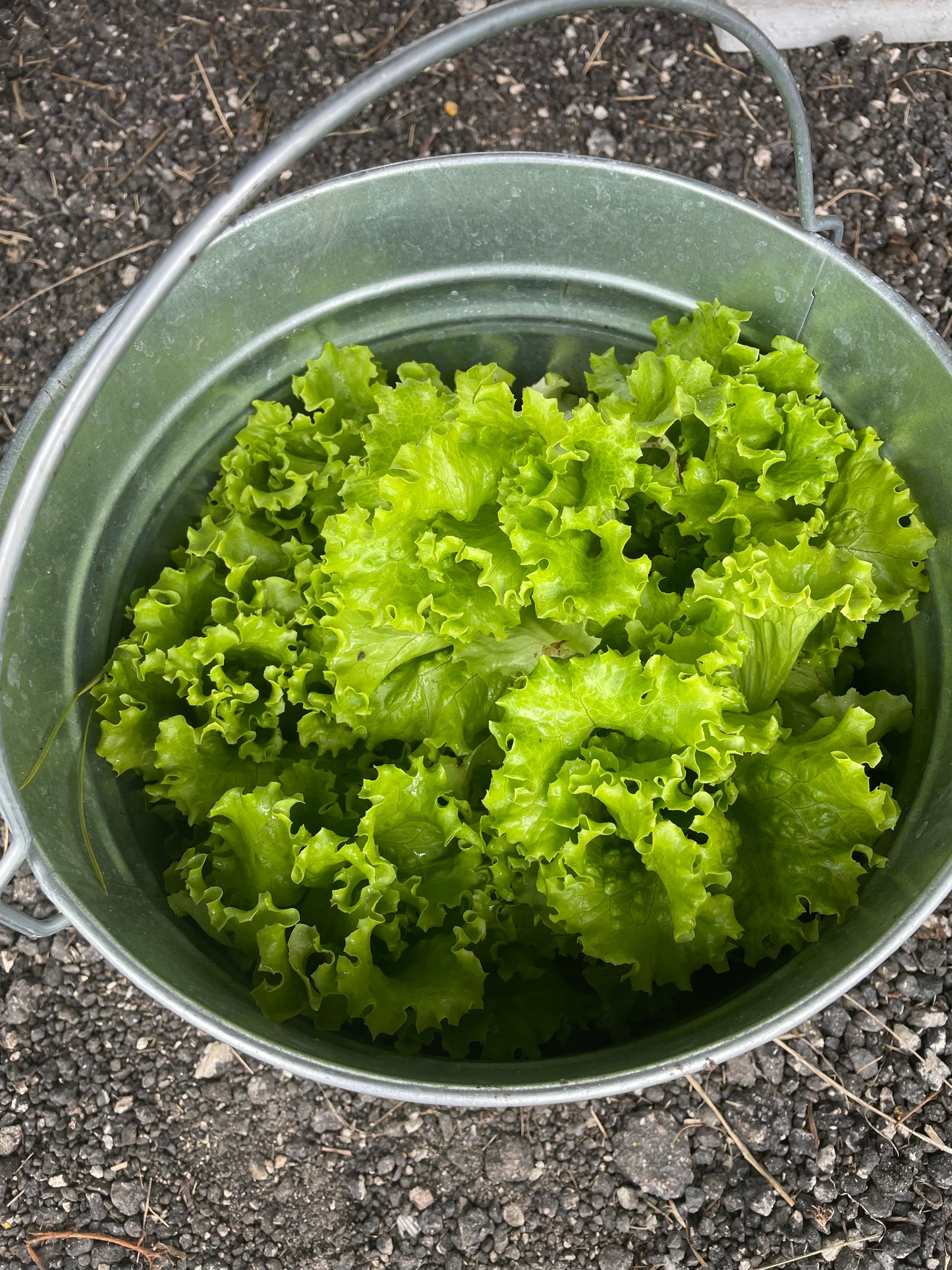 Green leaf lettuce