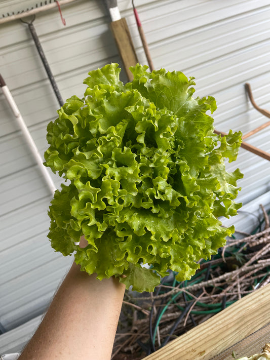 Green leaf lettuce