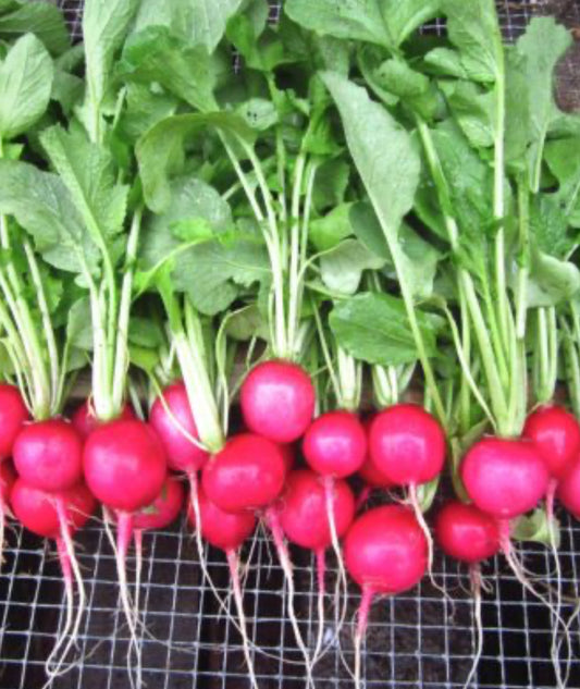 Radish bunch