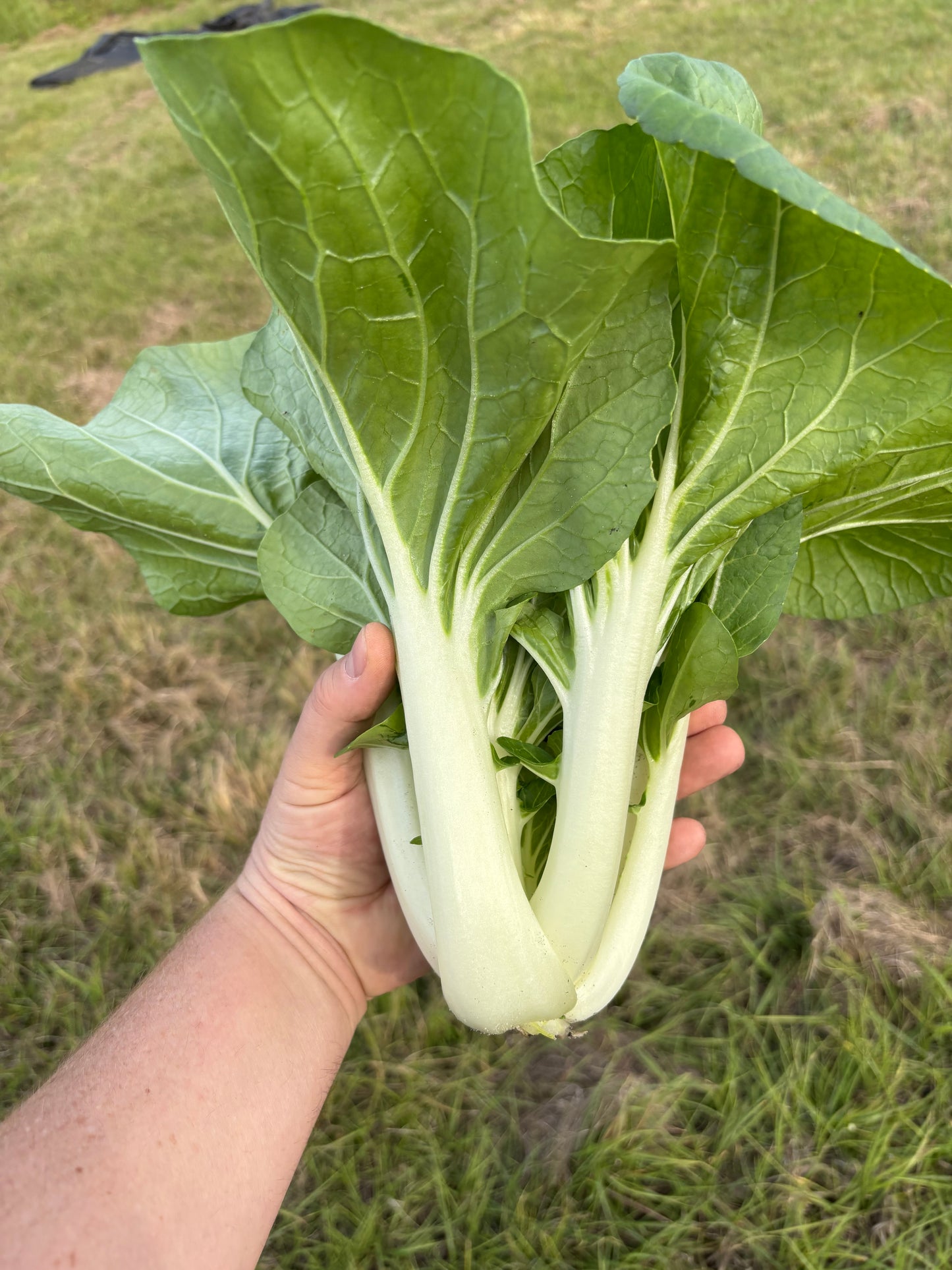 Bok Choy